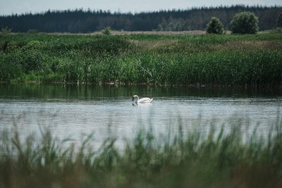Лебідь на воді Лебідь на воді
