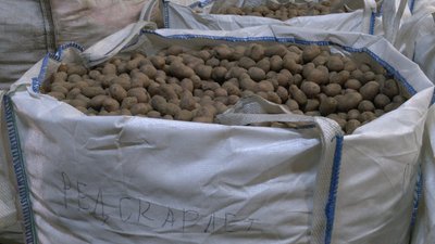 На Чернігівщині розпочали сезон посадки картоплі: яку ціну цьогоріч прогнозують фермери На Чернігівщині розпочали сезон посадки картоплі: яку ціну цьогоріч прогнозують фермери