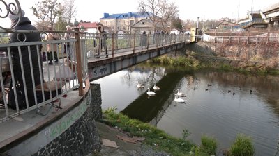 "Вони вивели пташенят на цій річці": у Рівному помітили пару лебедів із потомством "Вони вивели пташенят на цій річці": у Рівному помітили пару лебедів із потомством