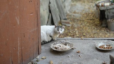 "Тепер навіть горобцям ніде діватися". Історія жінки з прикордоння Сумщини, яка втратила житло "Тепер навіть горобцям ніде діватися". Історія жінки з прикордоння Сумщини, яка втратила житло