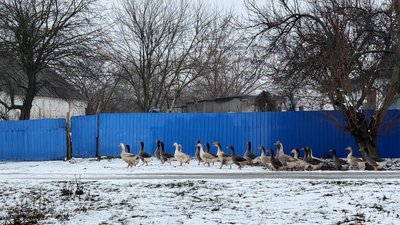 Гуси біля паркану Дмитро-Дар’ївка Донецька область 17 грудня 2025 рік Гуси біля паркану Дмитро-Дар’ївка Донецька область 17 грудня 2025 рік