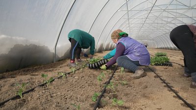 Перший урожай очікують у травні: на Вінниччині стартувала висадка капусти Перший урожай очікують у травні: на Вінниччині стартувала висадка капусти