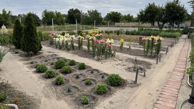 Сад та город подружжя Райгородок Донецька область 2 липня 2025 рік Сад та город подружжя Райгородок Донецька область 2 липня 2025 рік