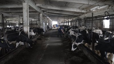 Корови у сільськогосподарському виробничому кооперативі на Вінниччині