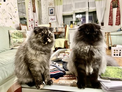коти, котики, тарас і тетянка коти, котики, тарас і тетянка