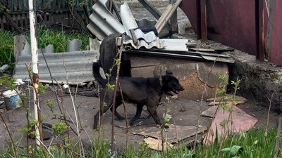 собака Жуля Іллінівка Краматорський район Донецька область собака Жуля Іллінівка Краматорський район Донецька область