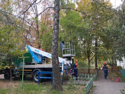 Що ускладнює видалення аварійних дерев у Полтаві Що ускладнює видалення аварійних дерев у Полтаві