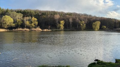 У Полтаві скорочується кількість беріз: яка причина У Полтаві скорочується кількість беріз: яка причина