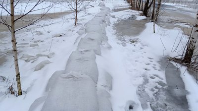 "Основна проблема з дамбами — це бобри": ситуація у громаді на Волині через зимовий паводок "Основна проблема з дамбами — це бобри": ситуація у громаді на Волині через зимовий паводок