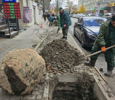 У Харкові посадили липи в Київському районі