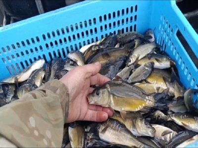 Наслідки атаки БпЛА на Дніпро, удари по Дніпропетровщині, загиблі в Нікополі. Головні новини Дніпра та області 17 квітня Наслідки атаки БпЛА на Дніпро, удари по Дніпропетровщині, загиблі в Нікополі. Головні новини Дніпра та області 17 квітня