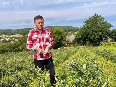Саджанці лохини Саджанці лохини