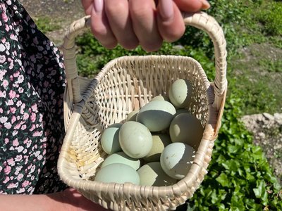 "Це було щось незвичайне": черкащанка вирощує курей, які несуть кольорові яйця "Це було щось незвичайне": черкащанка вирощує курей, які несуть кольорові яйця