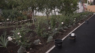 У Вінниці висадили лавандову алею до Дня захисника та захисниці У Вінниці висадили лавандову алею до Дня захисника та захисниці
