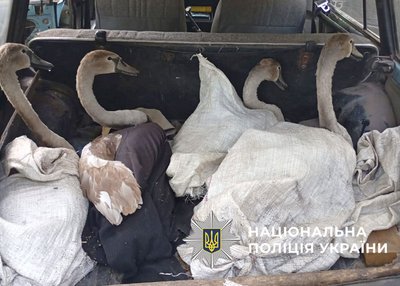 На Полтавщині браконьєри полювали на лебедят: троє із них травмовані На Полтавщині браконьєри полювали на лебедят: троє із них травмовані