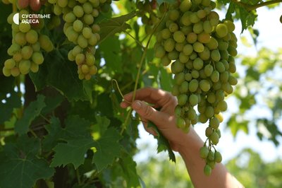 Виноград Лівія Виноград Лівія