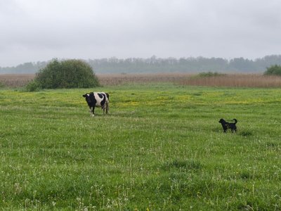 У селах Житомирщини меншає корів: чому жителі скорочують поголів'я худоби У селах Житомирщини меншає корів: чому жителі скорочують поголів'я худоби