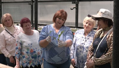 теплиця, теплиці, капуста в теплиці теплиця, теплиці, капуста в теплиці
