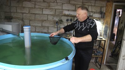 Науковці з Житомира задля експерименту вирощують осетрів