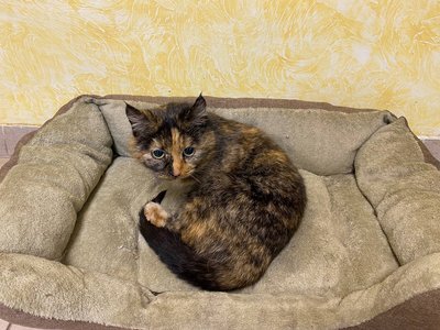 У Черкасах шукають родини для евакуйованих з фронту котів