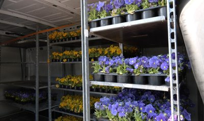 28 мільйонів на озеленення: як висаджують квіти у Луцьку і чому площа клумб зменшилася 28 мільйонів на озеленення: як висаджують квіти у Луцьку і чому площа клумб зменшилася