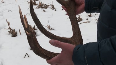 "Воно йому болить": як зимував і скидав роги олень Борис із Зарічного "Воно йому болить": як зимував і скидав роги олень Борис із Зарічного
