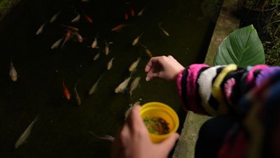 Замерзають: як у Черкасах під час морозів і відключень світла рятують тропічні рослини Замерзають: як у Черкасах під час морозів і відключень світла рятують тропічні рослини