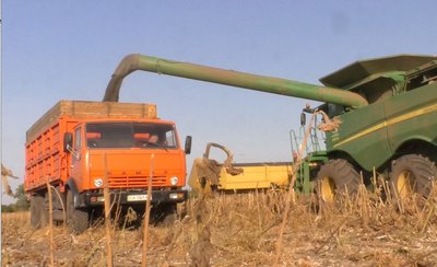 На Черкащині збирають урожай соняшника На Черкащині збирають урожай соняшника