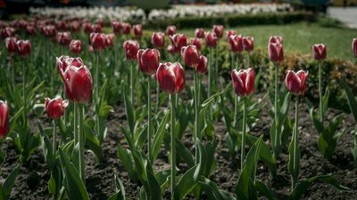 Розквітла алея сакур у Рівному. Фоторепортаж Розквітла алея сакур у Рівному. Фоторепортаж