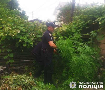 У мікрорайоні Польова у Житомирі під парканом приватного домоволодіння правоохоронці виявили понад сотню кущів конопель У мікрорайоні Польова у Житомирі під парканом приватного домоволодіння правоохоронці виявили понад сотню кущів конопель