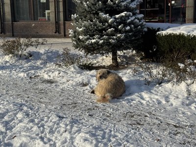 Як полтавці можуть допомогти тваринам пережити морози Як полтавці можуть допомогти тваринам пережити морози