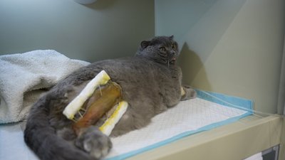 Оборонець після демобілізації відкрив ветеринарну клініку на Вінниччині Оборонець після демобілізації відкрив ветеринарну клініку на Вінниччині