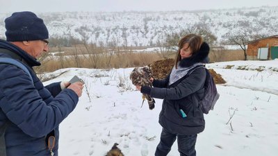 Канюк-зимняк, орнітологи, НПП "Дністровський каньйон", 17 лютого 2026, Тернопіль Канюк-зимняк, орнітологи, НПП "Дністровський каньйон", 17 лютого 2026, Тернопіль
