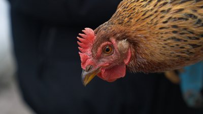 На Житомирщині 16-річний школяр надрукував протез для курки