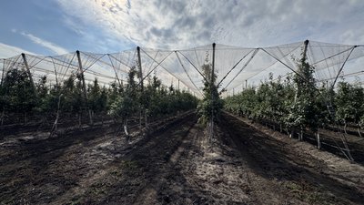 На Кіровоградщині зібрали 60% врожаю яблук: чи вродили цьогоріч На Кіровоградщині зібрали 60% врожаю яблук: чи вродили цьогоріч