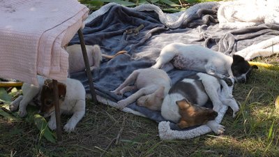 Лікує, вакцинує і шукає родини: кропивничанка створила притулок для котів і собак
