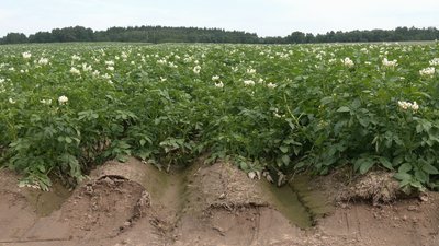 "Вже картопля є, але ще треба дати їй розвиток": як дощі на Чернігівщині вплинули на врожай "Вже картопля є, але ще треба дати їй розвиток": як дощі на Чернігівщині вплинули на врожай