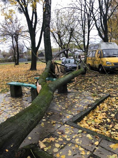 Аварійні та засохлі: у Житомирі зріжуть понад сотню дерев