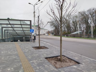 Чи достатньо у Полтаві дерев та що робити з омелою: дослідження озеленення Чи достатньо у Полтаві дерев та що робити з омелою: дослідження озеленення