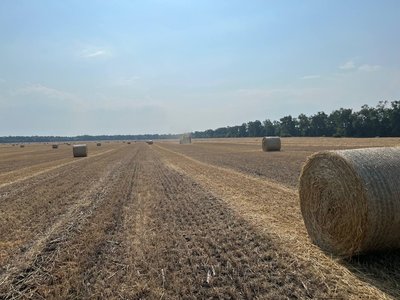 зерно з Черкащини зерно з Черкащини