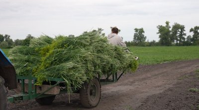 Сімейна справа трьох поколінь: родина з Черкащини понад 30 роківи вирощує овочі Сімейна справа трьох поколінь: родина з Черкащини понад 30 роківи вирощує овочі