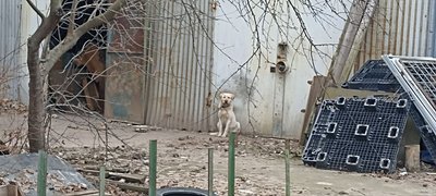 Житомирянин утримує 27 собак: є нарікання, що тварини голодують і нестерилізовані