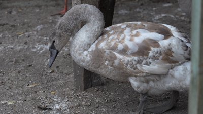 Власники залишили під обстрілами: історії врятованих птахів у притулку на Дніпропетровщині Власники залишили під обстрілами: історії врятованих птахів у притулку на Дніпропетровщині