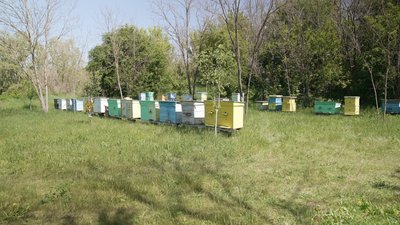 "Меду буде менше": пасічник з Вінниччини розповів як вплинула холодна весна на врожай меду "Меду буде менше": пасічник з Вінниччини розповів як вплинула холодна весна на врожай меду