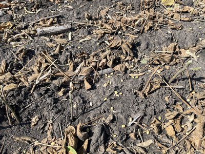На полях Полтавщини збирають сою: урожай на третину нижчий за минулорічний На полях Полтавщини збирають сою: урожай на третину нижчий за минулорічний