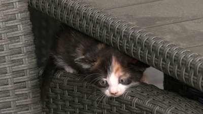 Вижив у пожежі, а нині доглядає за кішкою та кошенятами під час реабілітації на Рівненщині Вижив у пожежі, а нині доглядає за кішкою та кошенятами під час реабілітації на Рівненщині