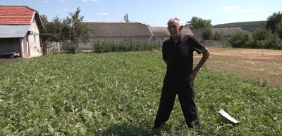 як вирощувати кавуни