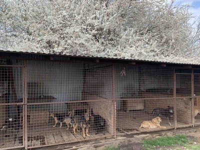 У Хмельницькій організації "Врятуй життя" сповільнився процес прилаштування тварин У Хмельницькій організації "Врятуй життя" сповільнився процес прилаштування тварин