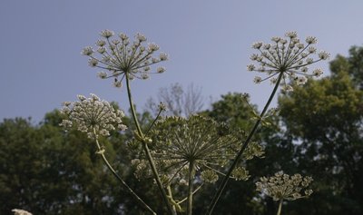 Узбіччя доріг на Тернопільщині очищують від борщівника, небезпечна рослина, 30 червня 2026 року