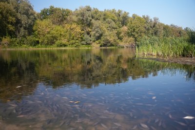 “Тонни риби, все загинуло”: на Сеймі друга хвиля забруднення “Тонни риби, все загинуло”: на Сеймі друга хвиля забруднення